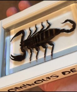 Ominous Deck (scorpion)