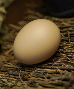 Silk to Egg (Foulard à l’oeuf) – Image 3