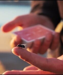 5921-the-fly-marcos-waldemar