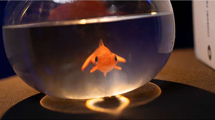 Fishbowl Production (apparition d’un aquarium) – Image 4